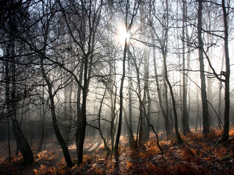 Wild Winter